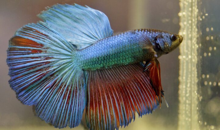 Der Wunsch nach dem nächsten Einhorn ist groß. Wichtiger wäre es aber, kleine Startups zu fördern, sagt Wirtschaftsforscher Diemo Urbig. Wie Aquariumsshops. Foto: Pixabay