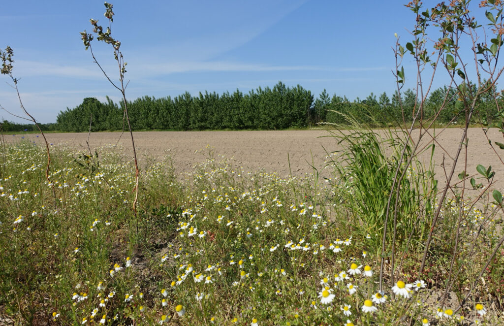 Die großen zusammenhängenden Ackerflächen bilden Angriffsfläche für Erosion durch Wind und Wasser. Foto: LIL 