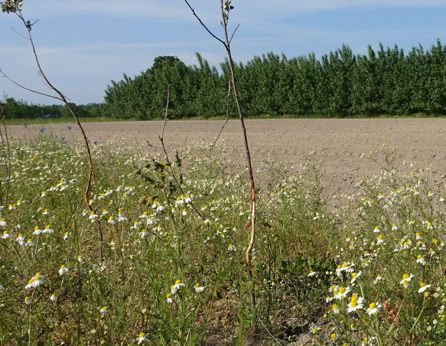 Trüffel als Zubrot: Wie sich Landwirte dem Klimawandel stellen