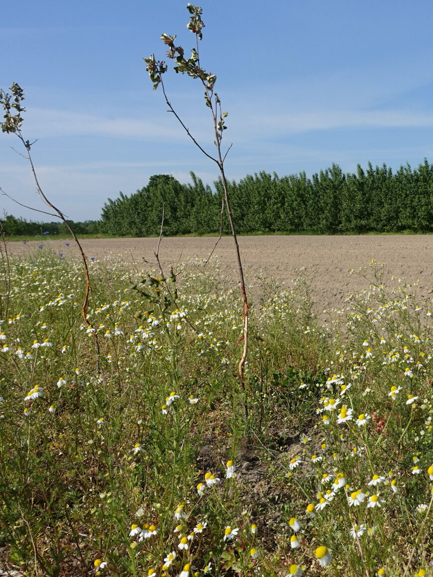 Trüffel als Zubrot: Wie sich Landwirte dem Klimawandel stellen