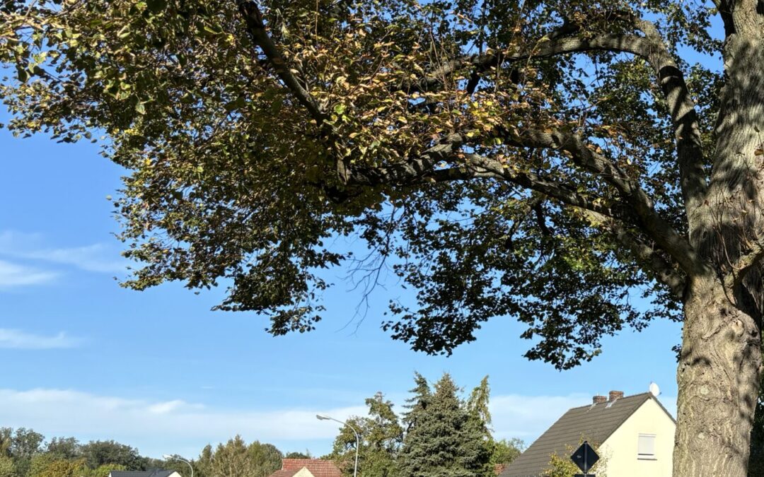 Bestenfalls schrumpft die Lausitz langsamer  