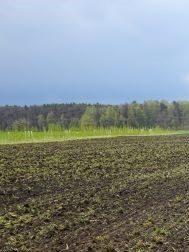 Brandenburg will mehr Bäume auf dem Acker