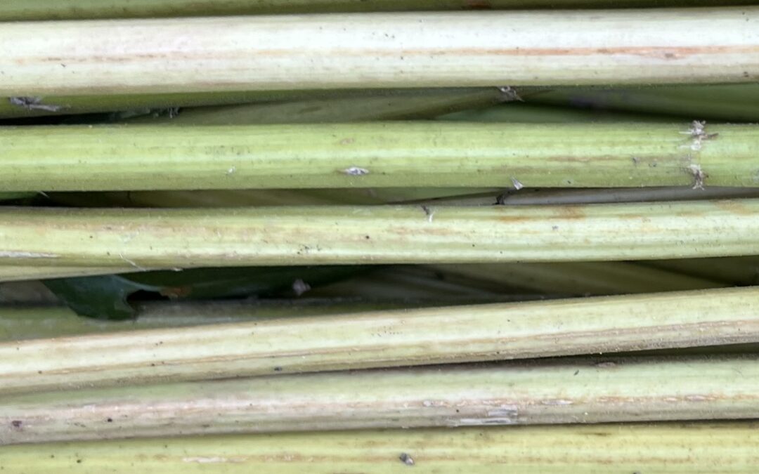 Forschung zu Naturfasern in Zittau gestartet 